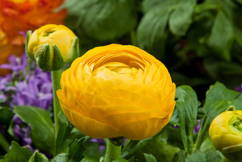 fruehlingsblumen-bbcd9cd8-901d-4ae0-bd1d-05bf8e6109d7