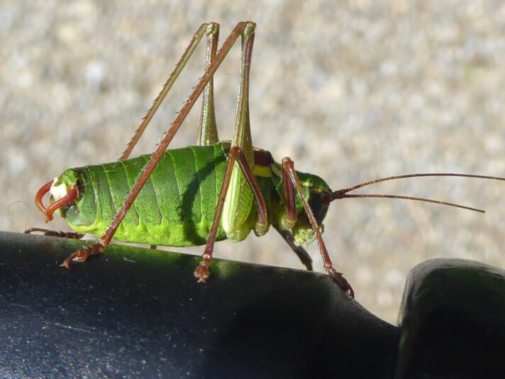 19. bis 23 7.2021 (54)