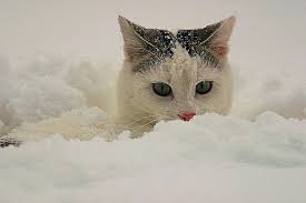images (92)