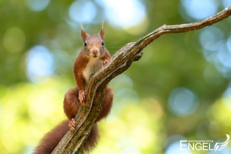 Eichhörnchen