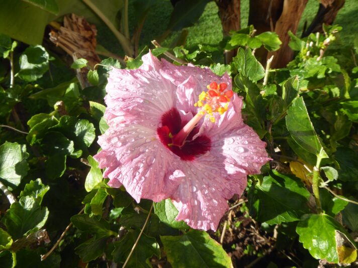 1.12.2021 auf der Blumeninsel Madera (5)