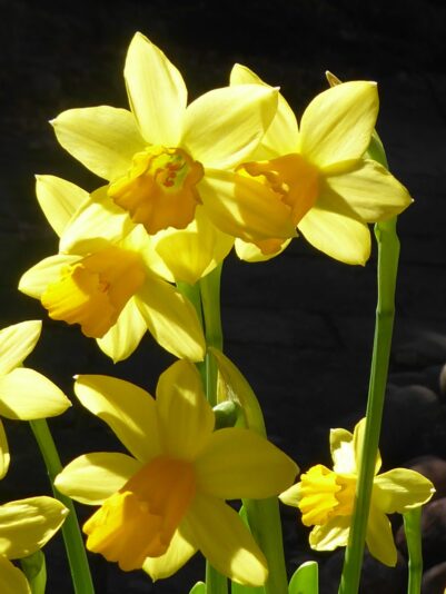 28.2.2021 letzter Wintertag.... (50)