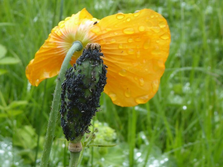 11.6.2020 Fronleichnam (20)