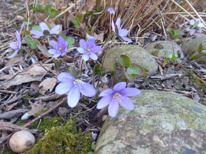 23.4.2021 Schlossgarten... (5)