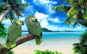 images (63)