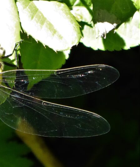 2022-07-10 Libelle am alten Bramf (4)