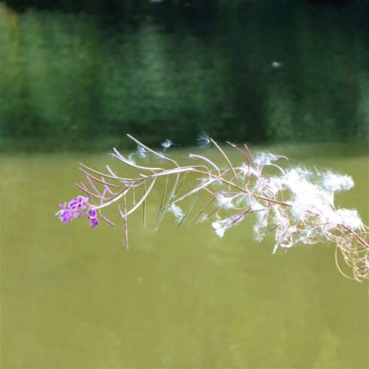 2022-09-22 FederLeicht (4)