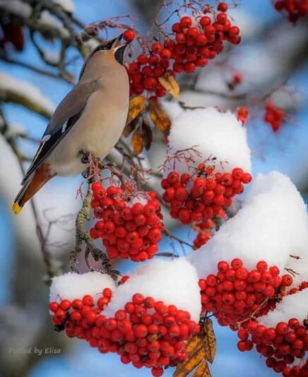 137059004_1083754358756585_4297115963301748323_n