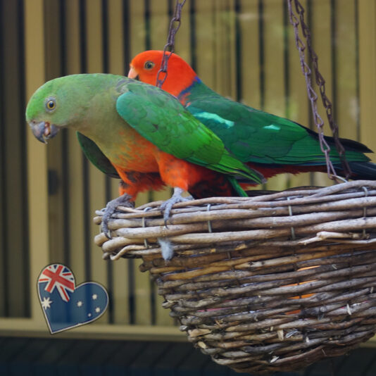 beautiful parrots