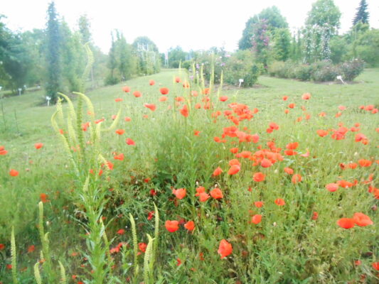 DSCN1126