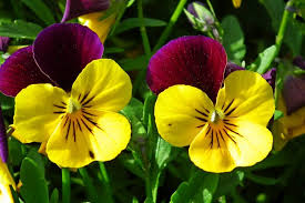 images (2)