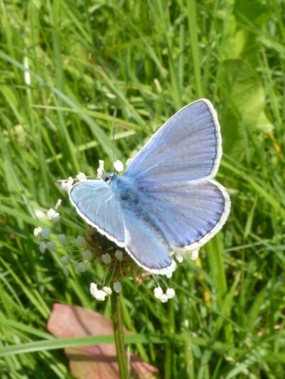 6.8.2014 Bläuling seit 1985 (226)