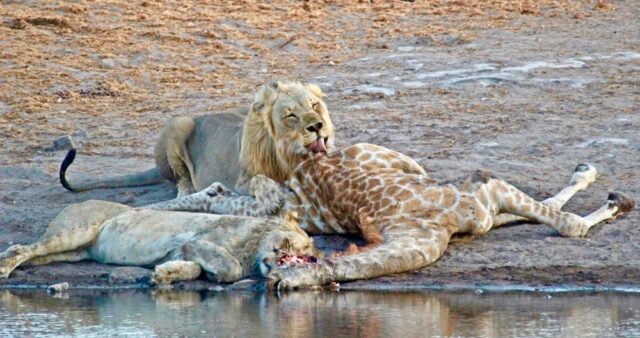 lions-feast-on-giraffe-carcass-janine-avery (11)