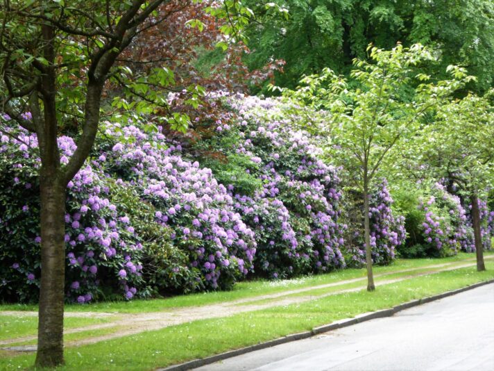 2022-05-25 Rhododendronblüte Ohlsdorf (1)