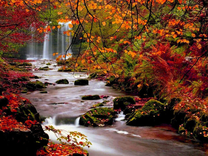 1440x1080_autumn-trees-nature-landscape-leaf-leaves-desktop-background-images.jpg Herbst 6