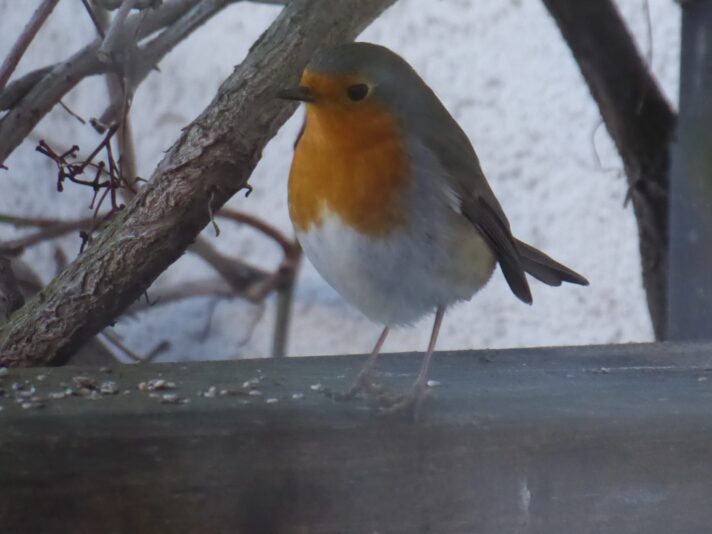 1.1.2020 Vogel des Jahres 2021(7)