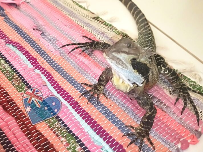 bettdrachen