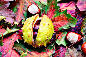 images (2)