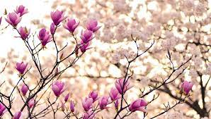 images (93)