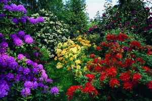 51_rhodo