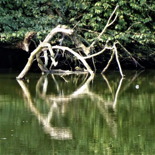 2022-08-14 Bramf.See Friedhof (16)