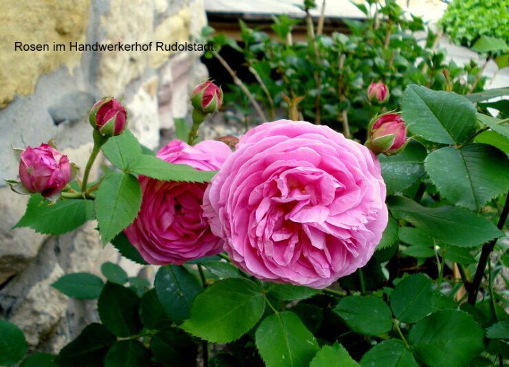 Rosen im Handwerkerhof Rudolstadt.