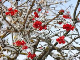 images (8)