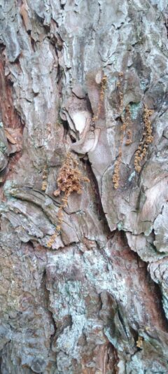 2022-08-26 Baumrinde (1)