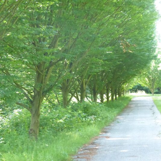 2022-06-29 Blumen Friedhof (8)