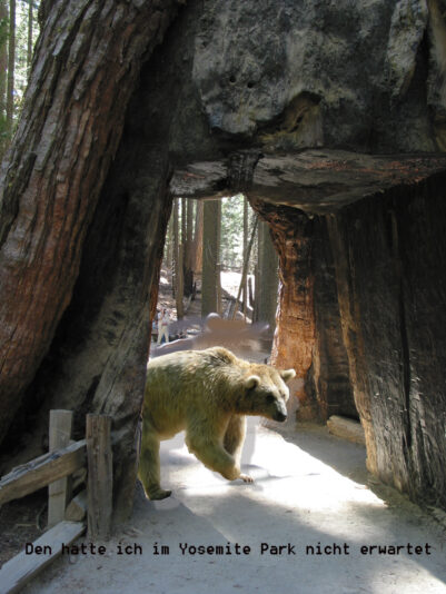 Bär in Yosemite