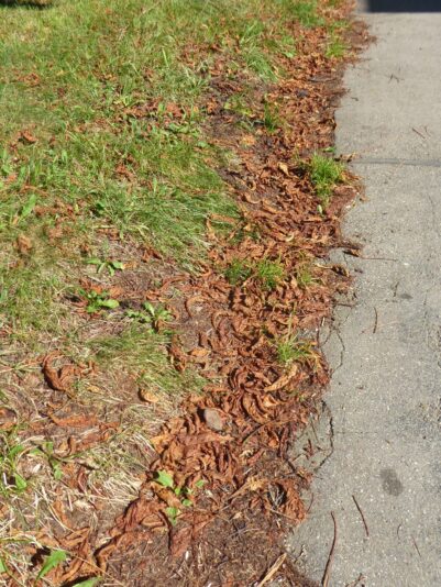 4.8.2022 E. Irina 9Uhr30 Schlossgarten (13)