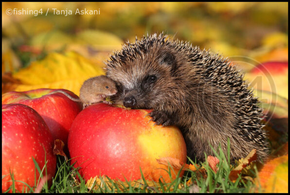 herbst-120aace1-e543-4496-874e-eb2f107659e8