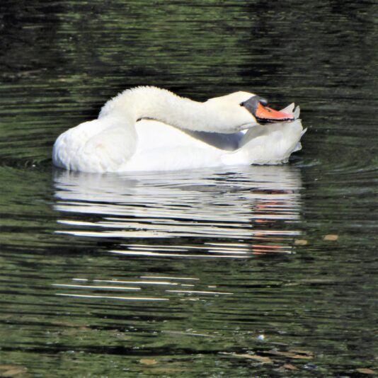 2022-09-22 Ohlsd Schwan (1)