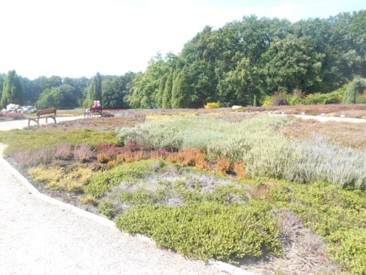 urlaub 2018 Lüneburgerheide August 026