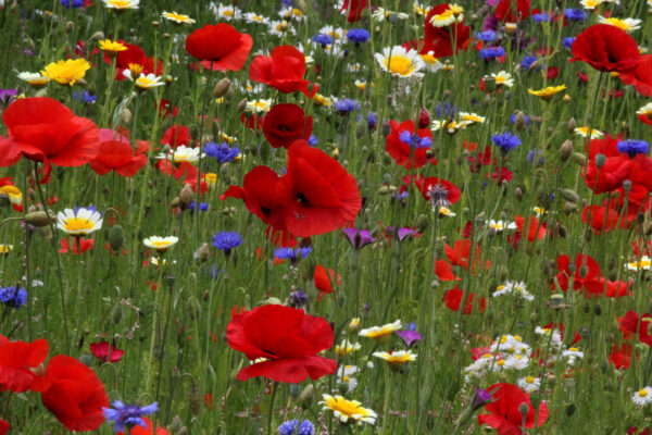 sommerblumen-in-einem-vorgarten-80a58095-f635-44e8-b504-aad53923686a