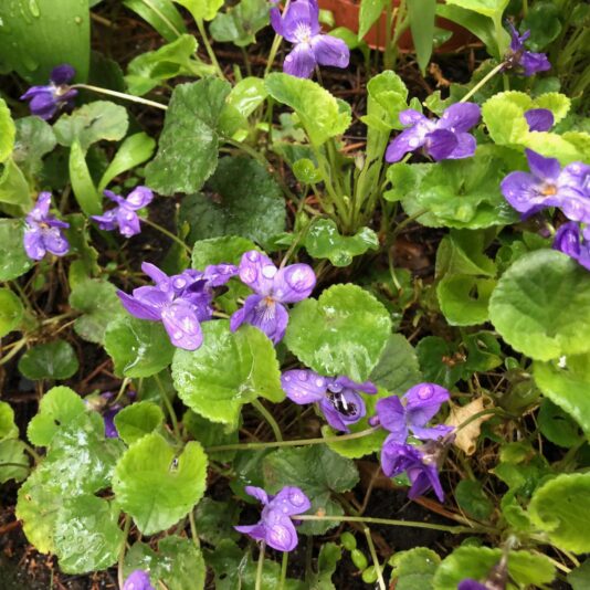 Veilchen 5.4.21