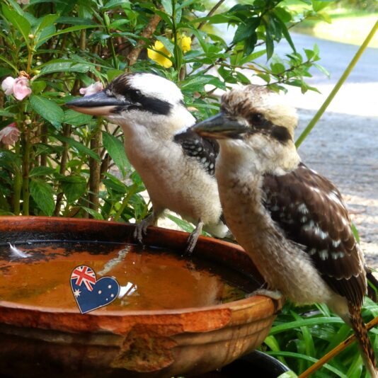 kooka001