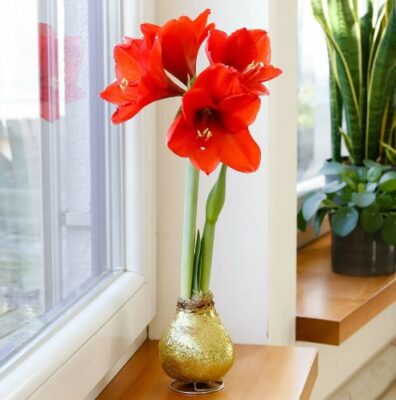 AMARYLLIS-8