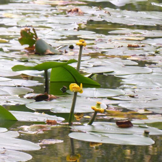 2022-08-26 Teichblumen (1)
