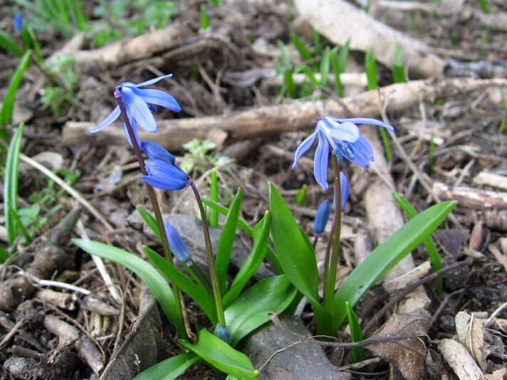 1200px-Blausternchen_2