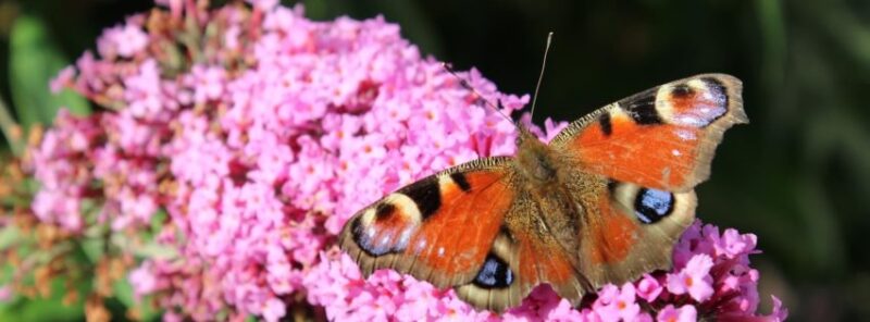 Schmetterling Doris