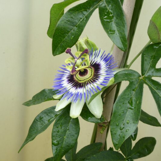 2022-06-29 Blumen Friedhof (4)