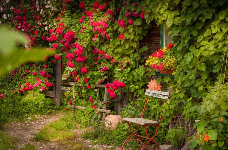 Juli-Rosen-Kletterrosen-Haus-Wand-romantisch-sonja-toben-Franks-kleiner-Garten-1000x658