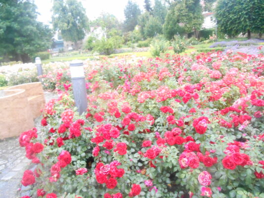 DSCN1312