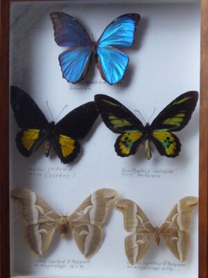 Exotische Schmetterlinge v. Frau Luther (8)