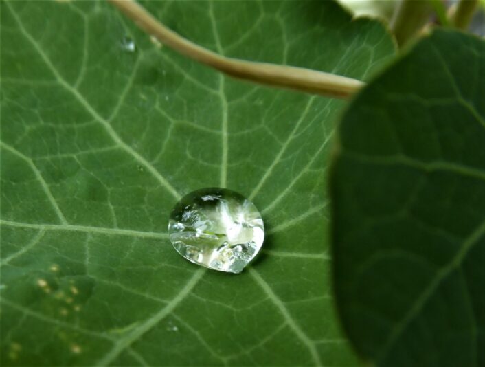 2022-08-05 Tropfen (4)