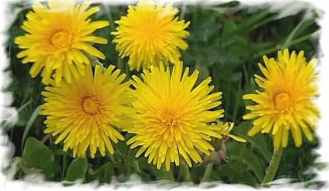 4edb616b44afdfe795a5f5c46e29b2b5