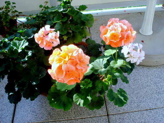 DSC05019