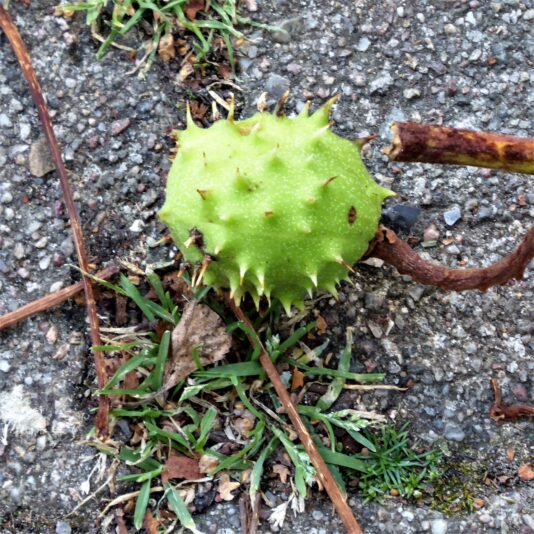 2022-08-13 Ohlsdorfer Kastanie