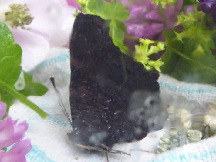 7.6.2021 Montag (127)